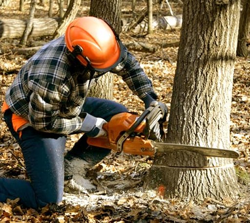 Tree Removal in Carmine, TX